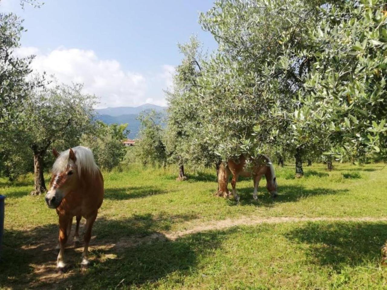 سان فيليتْشي ديل بيناكو Dolce Lago B&B المظهر الخارجي الصورة